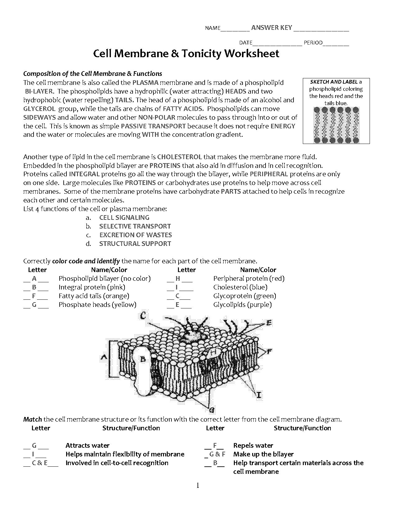 active transport worksheet key